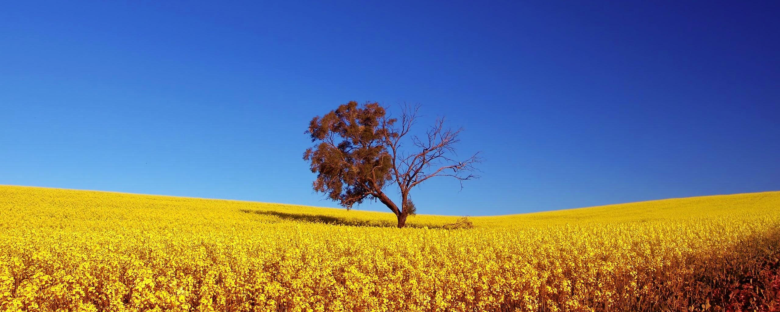 Дерево в поле обои