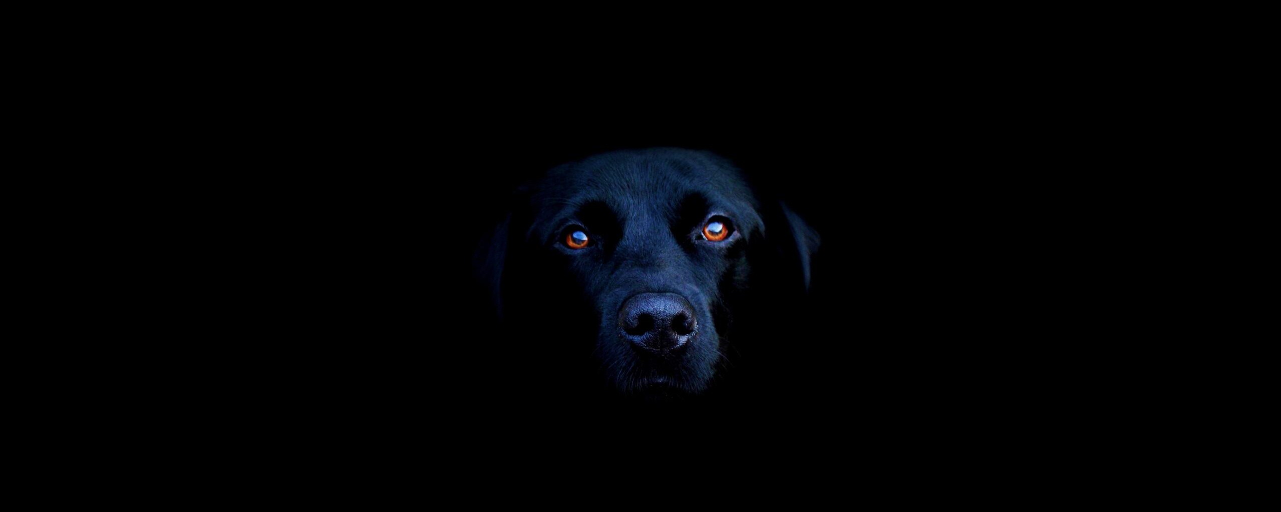 Чёрная собака в ночи обои