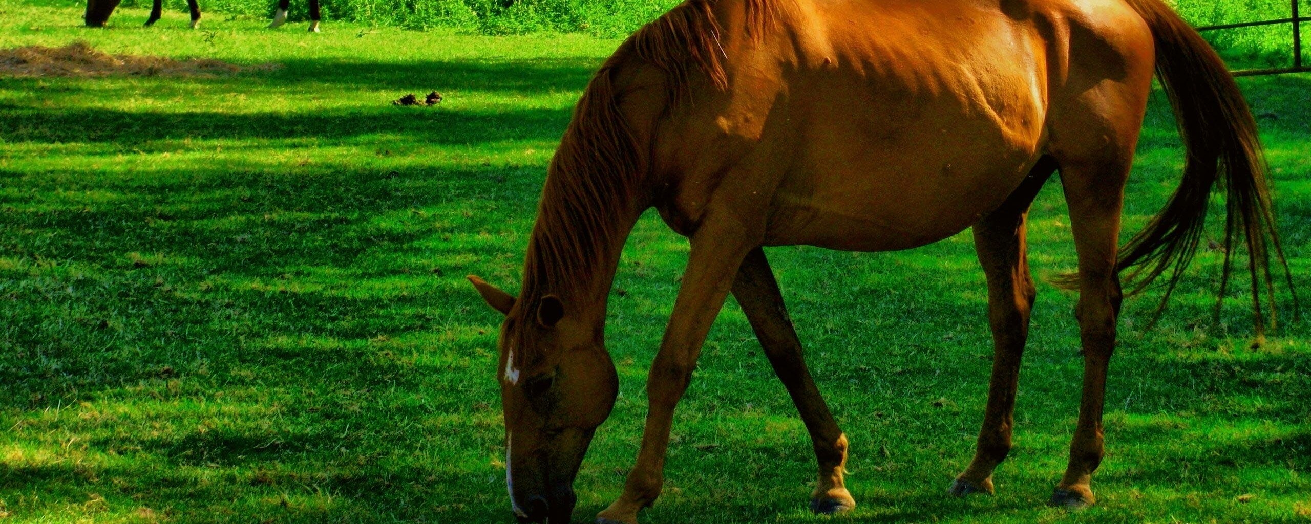 Лошади обои