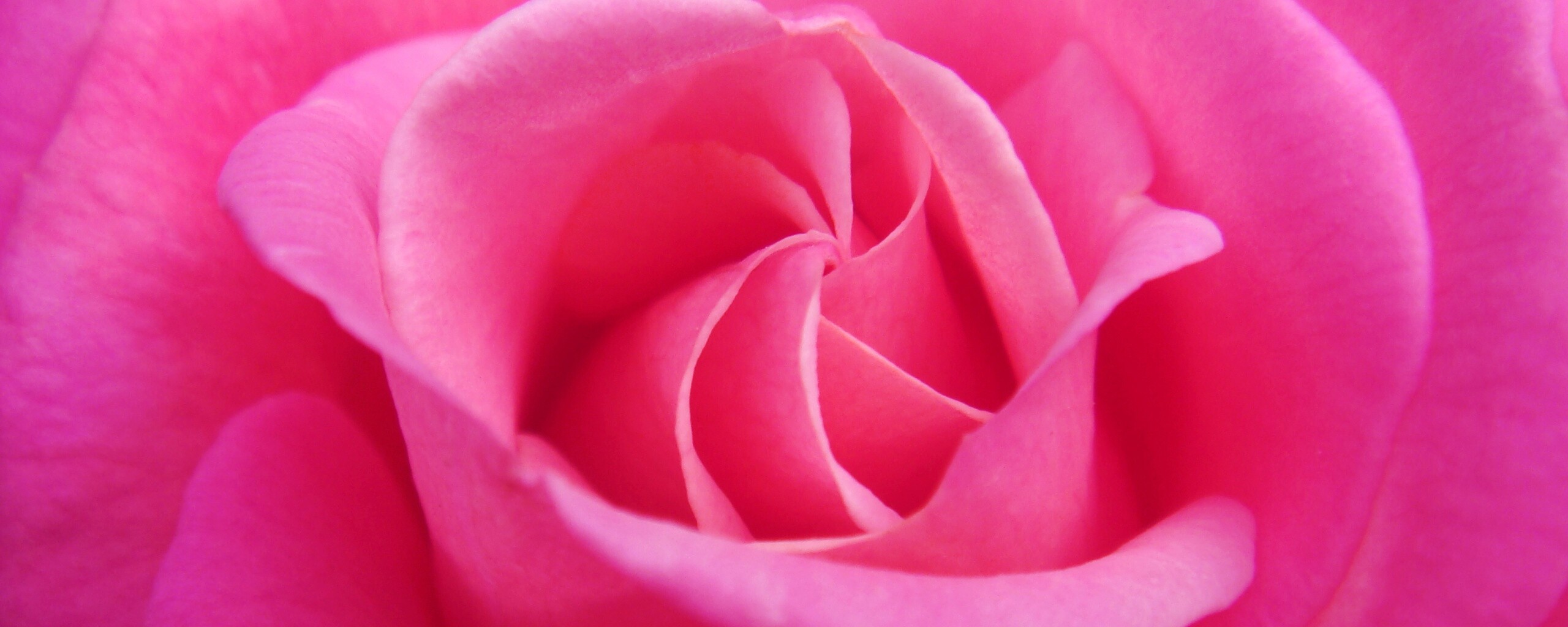 Идеальная роза обои