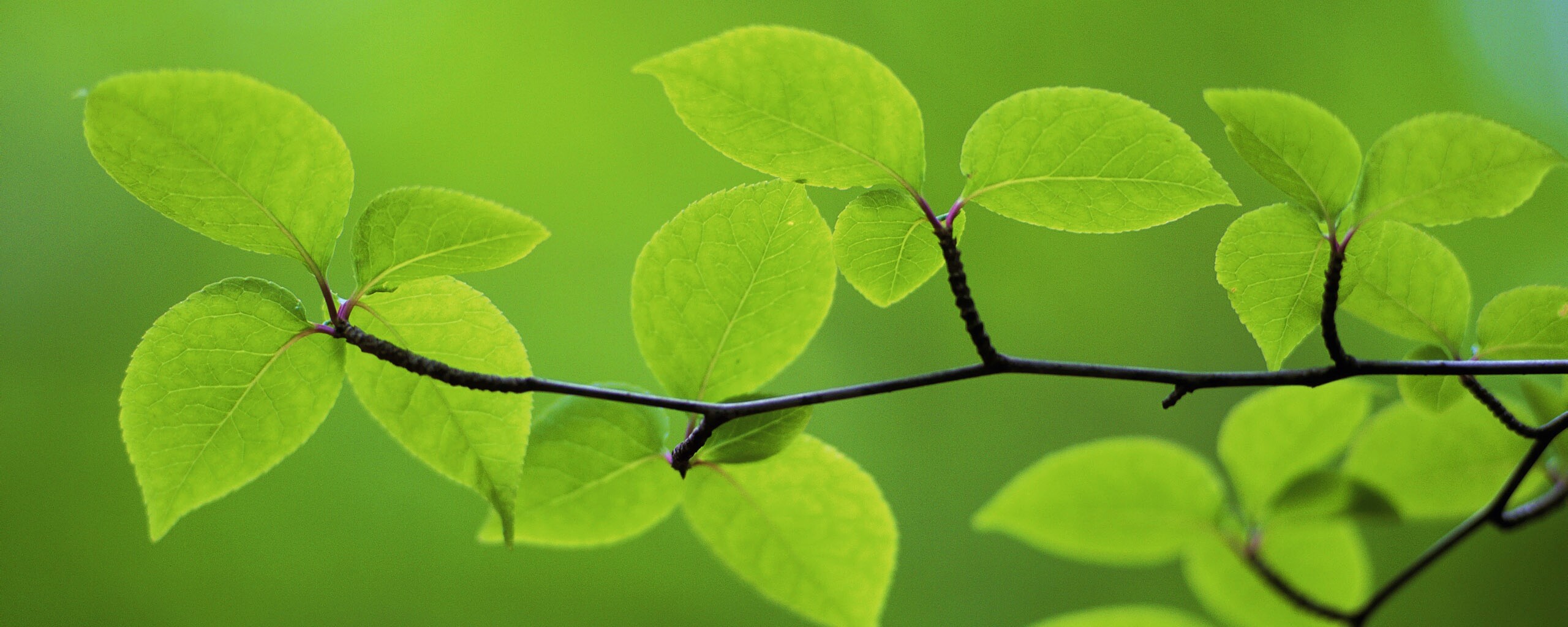 Зеленая веточка обои