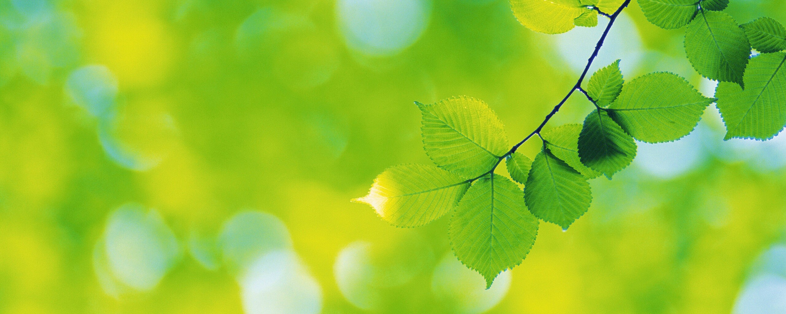 Зеленая ветка с листьями обои