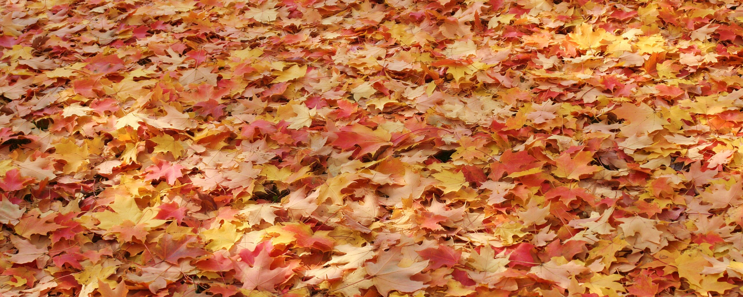 Листья клена обои