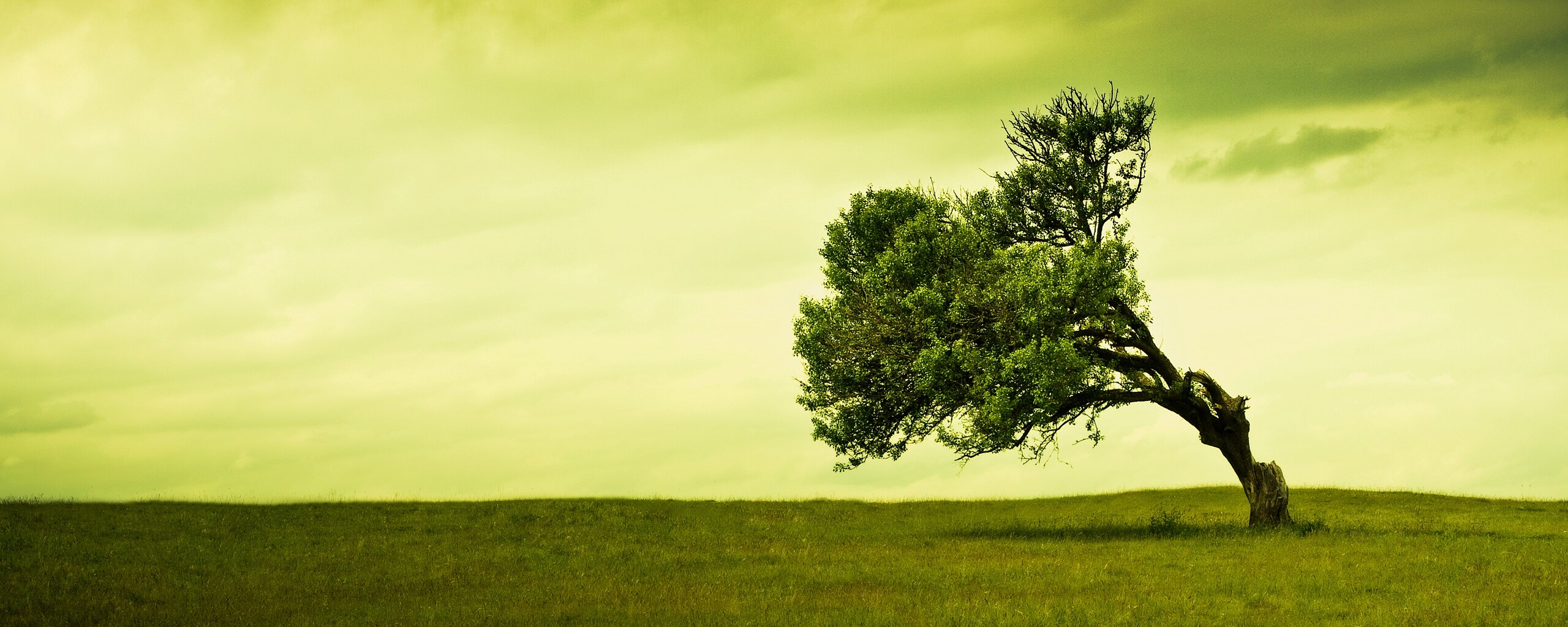 Склоненное дерево обои