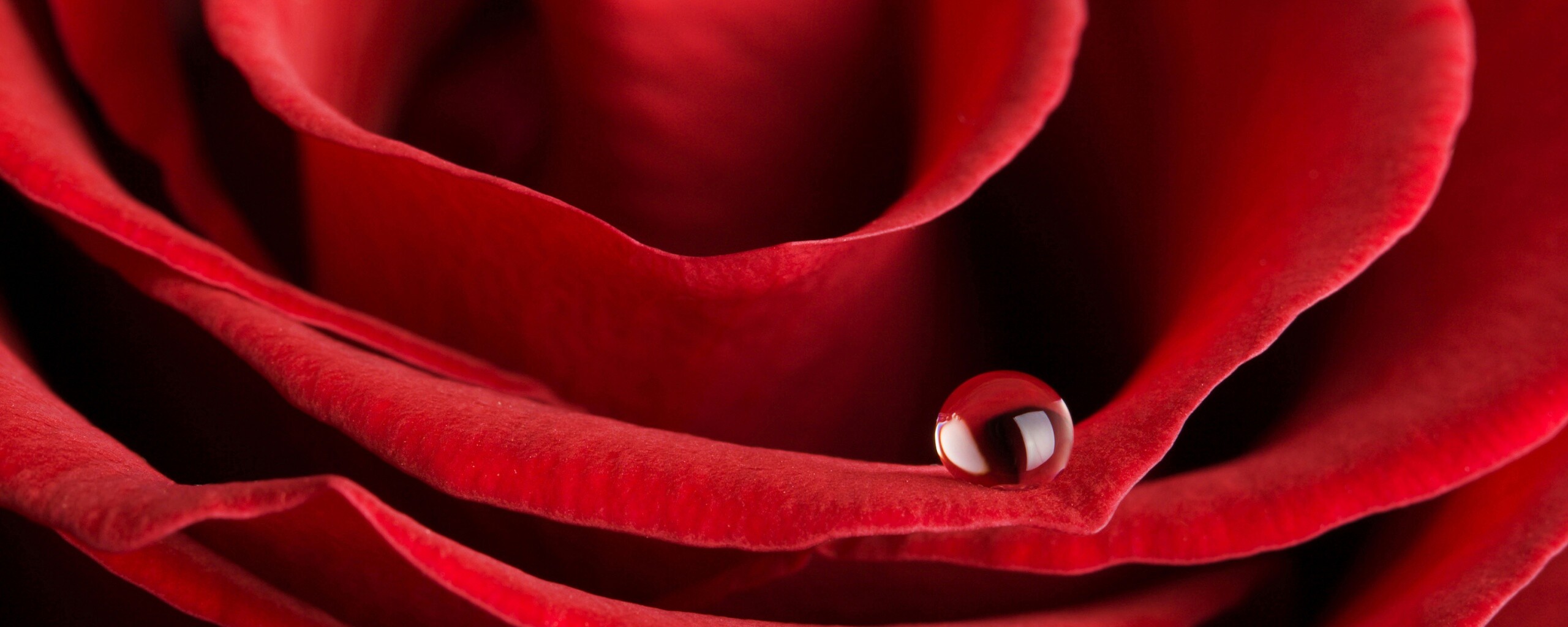 Капля воды на лепестке розы обои