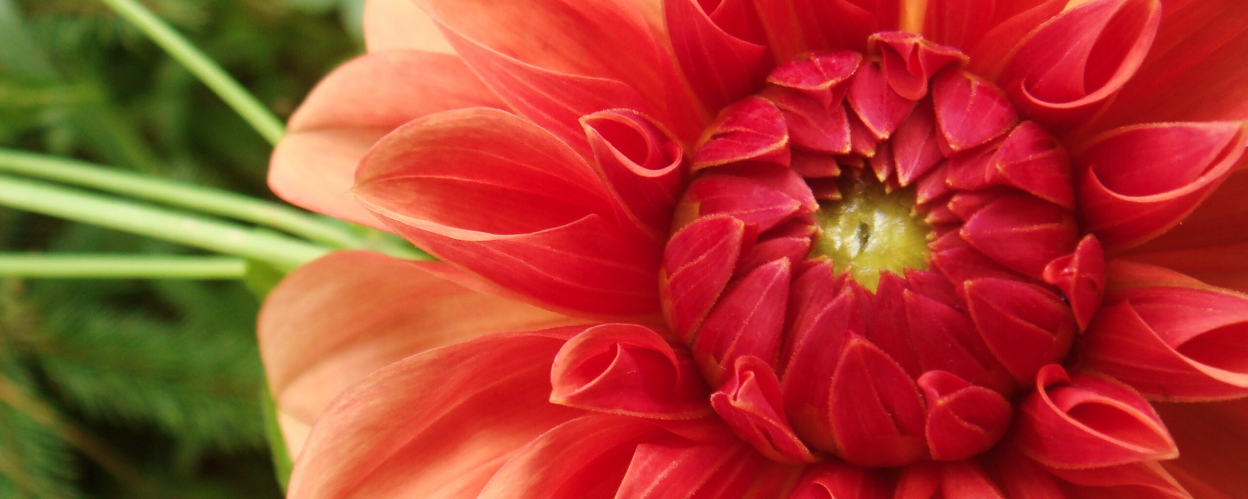 Аленький цветочек обои