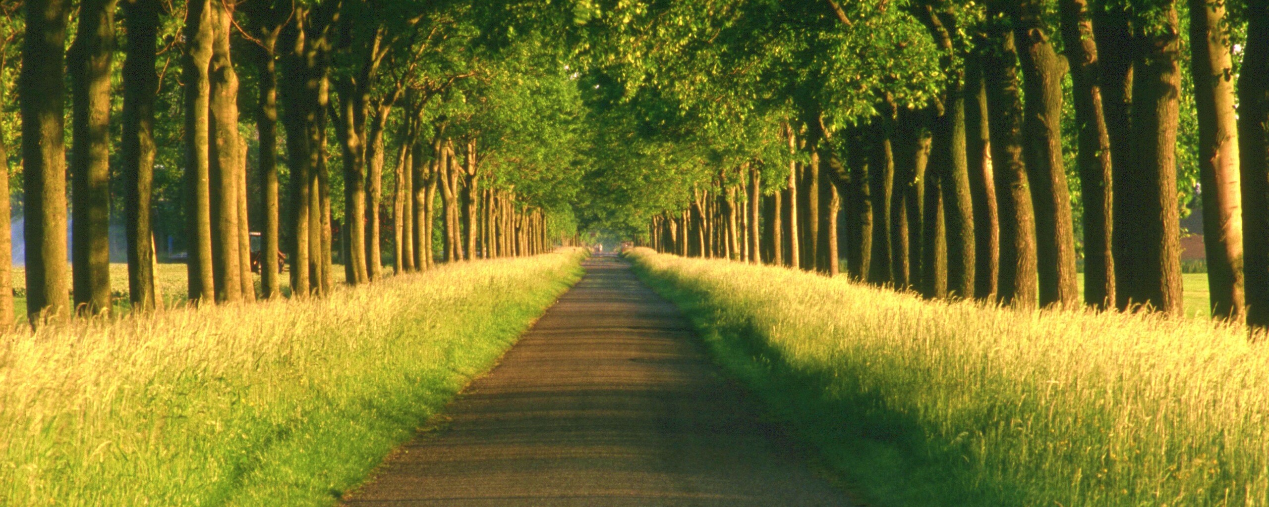 Живописная аллея обои