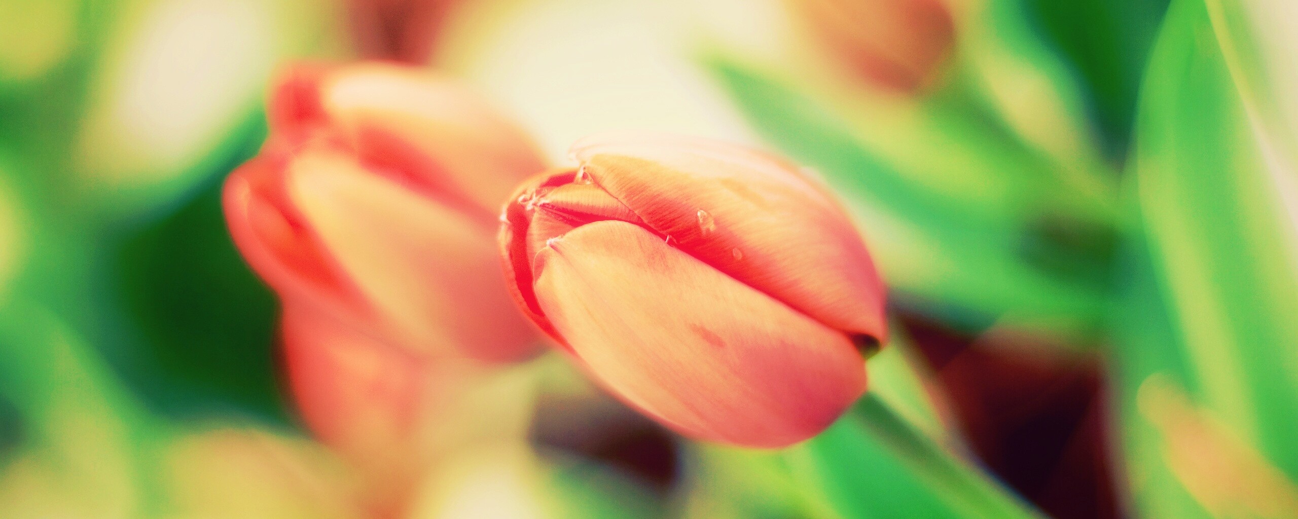 Красивый тюльпан обои