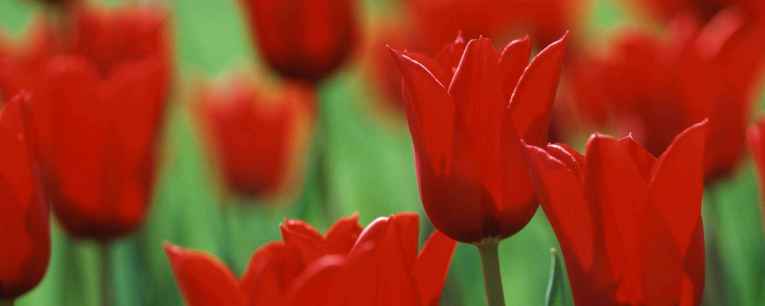 Красные цветы обои