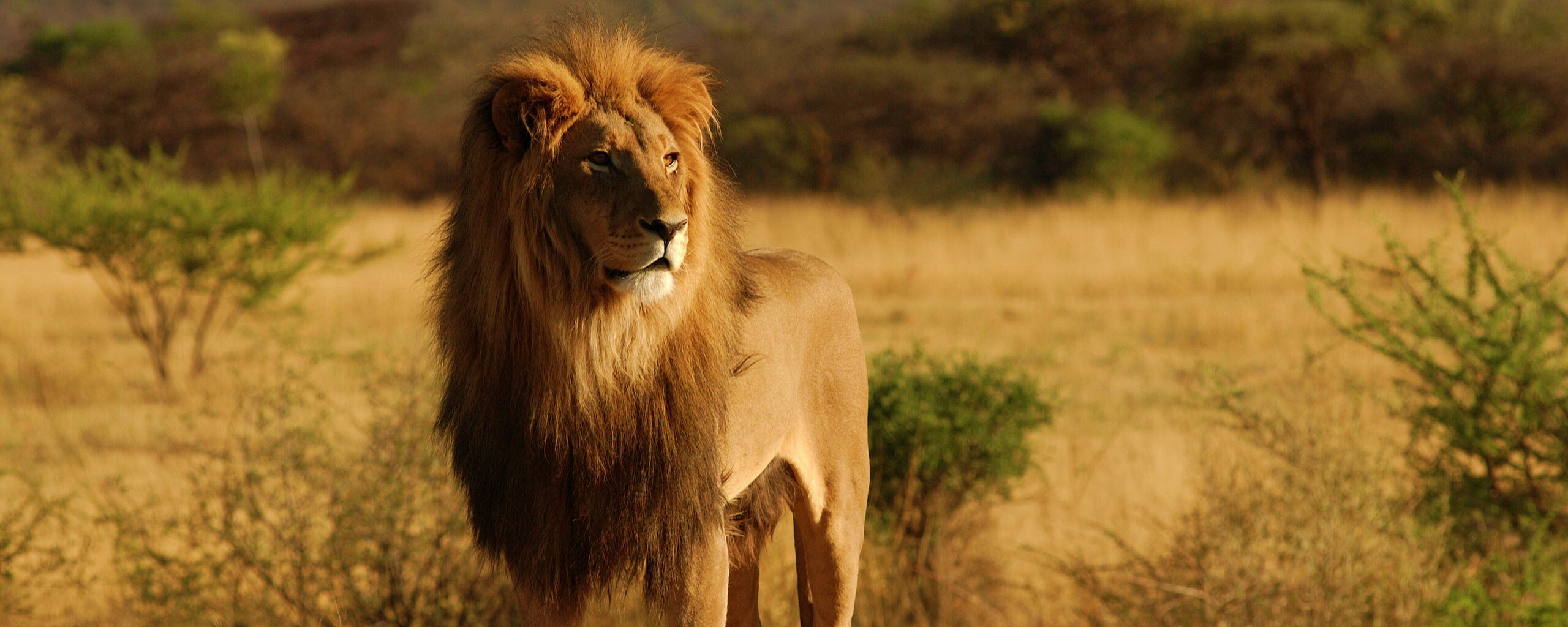 Царь зверей обои