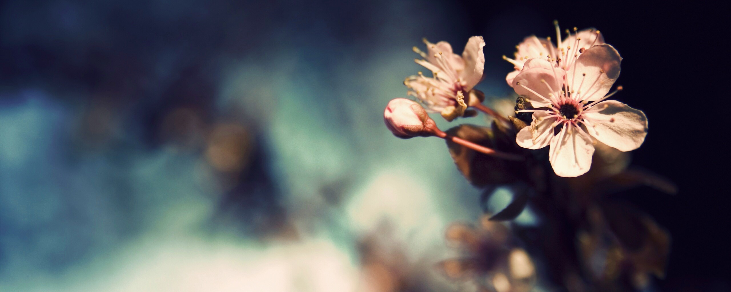Цветок вишни обои
