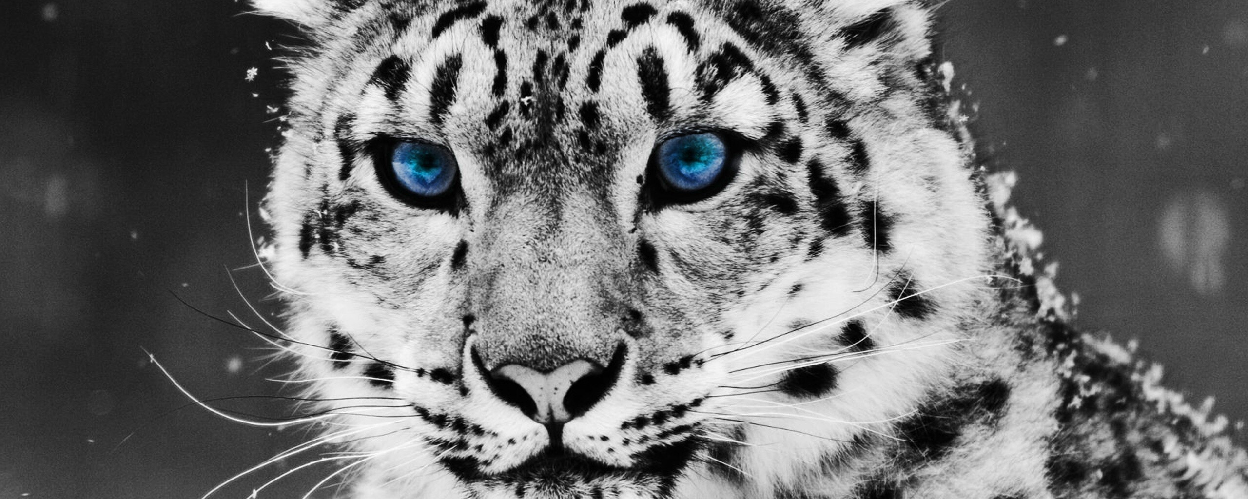 Снежный барс обои