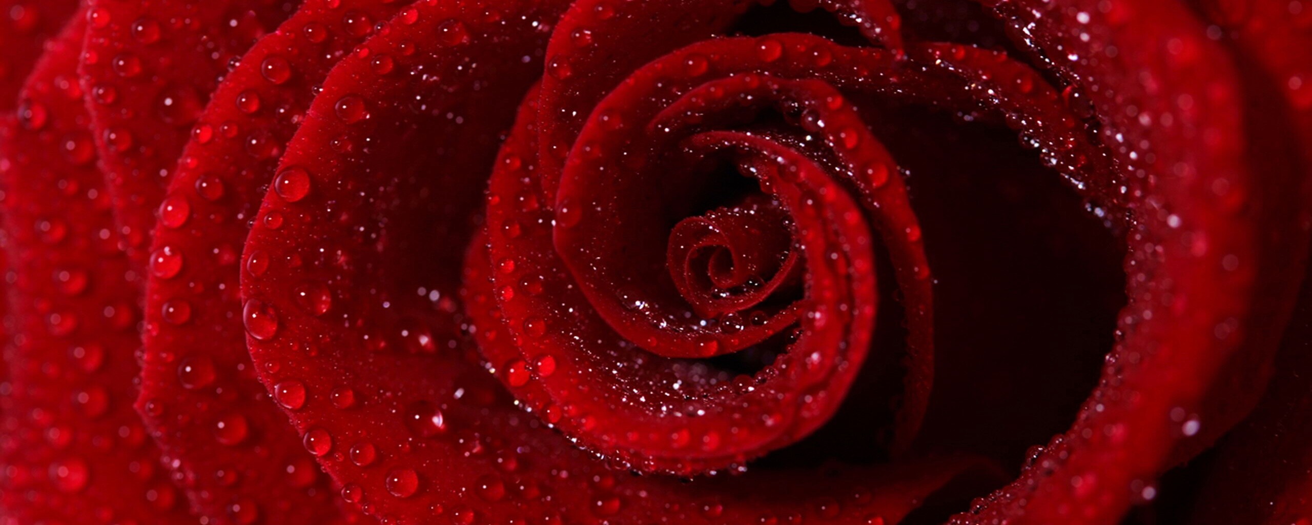 Красная роза обои