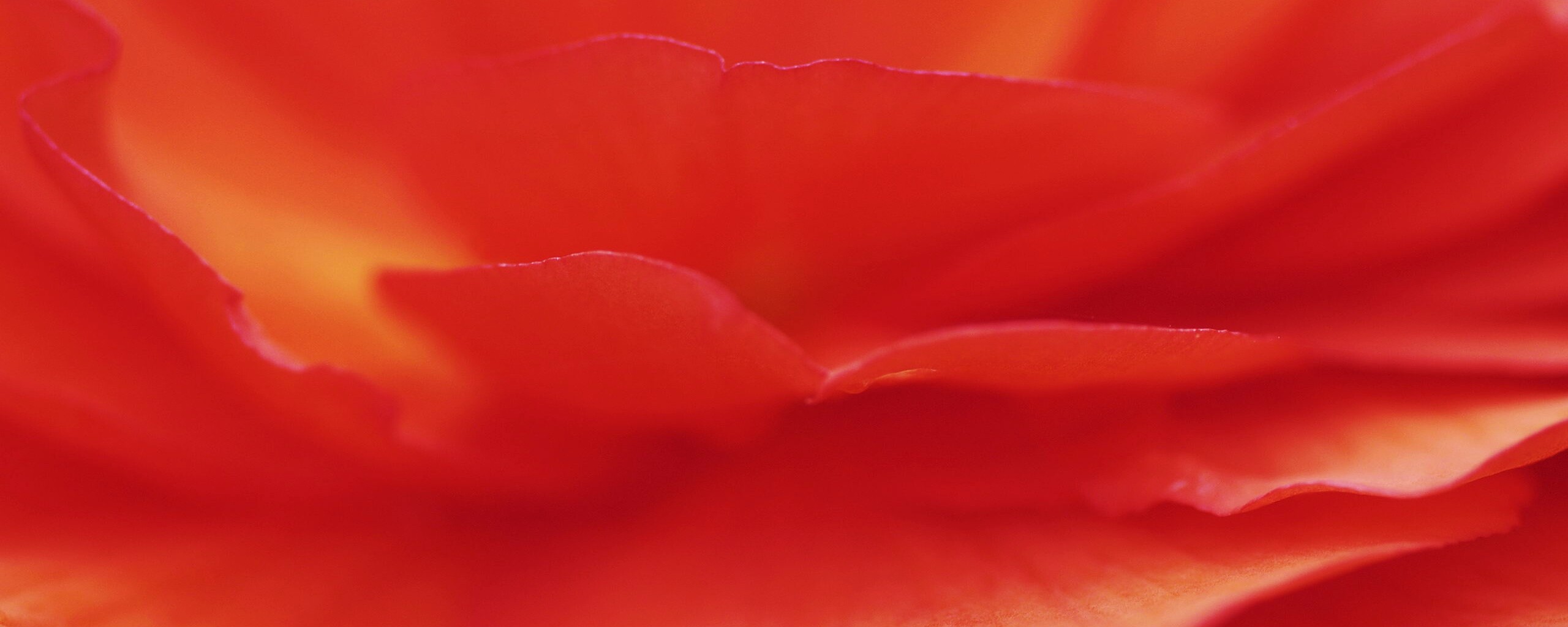 Лепестки красного цветка обои