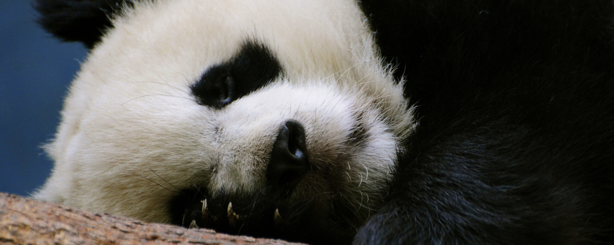 Панда на ветви обои