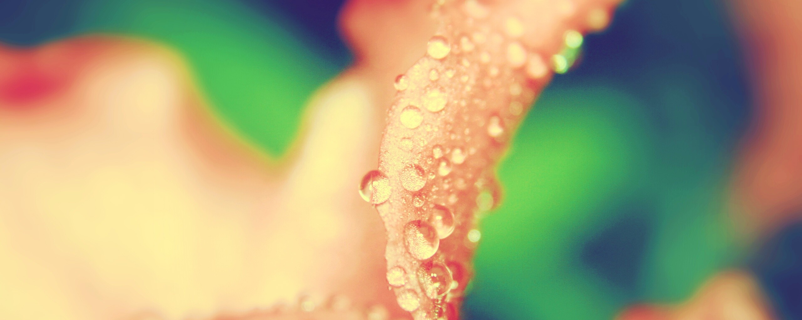 Капли росы на лепестке обои