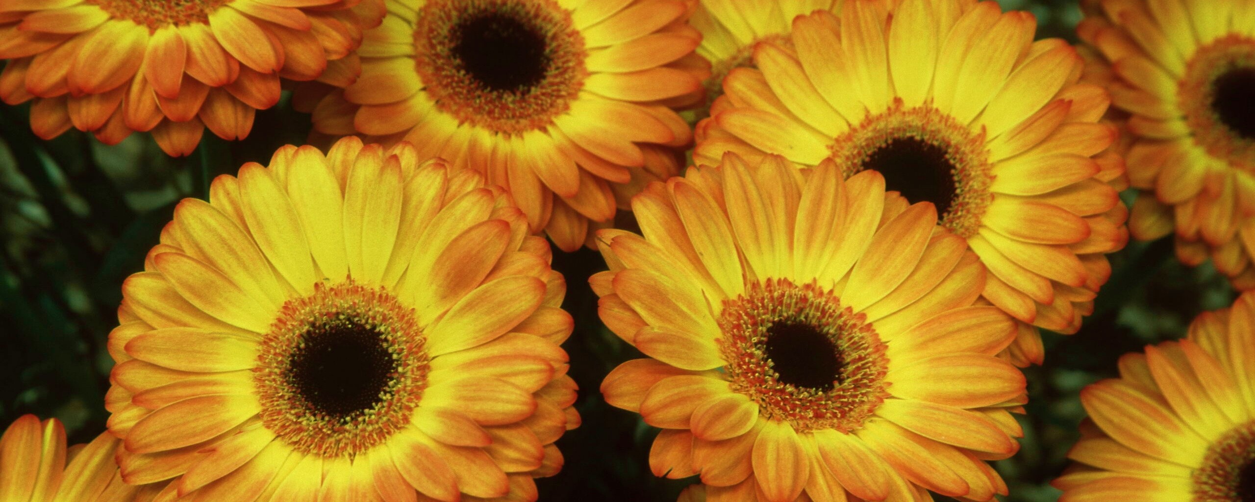 Желтые герберы обои