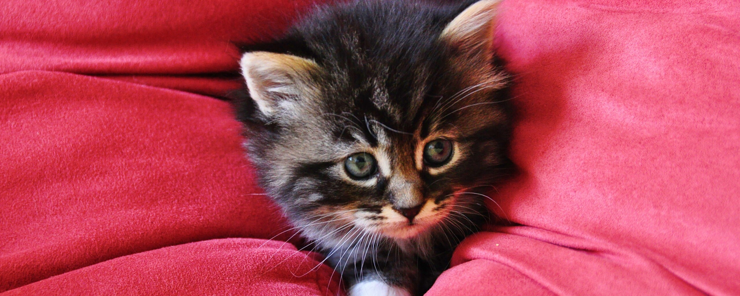 Котенок в подушках обои