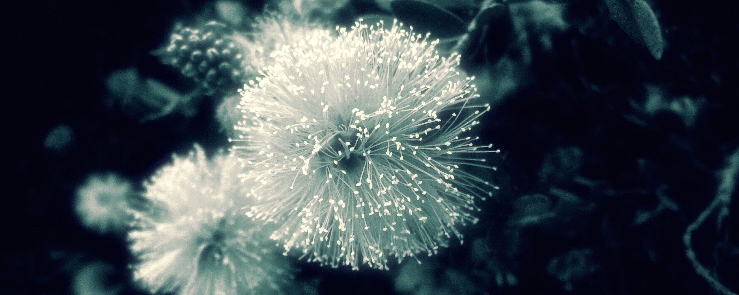 Сказочный цветок обои