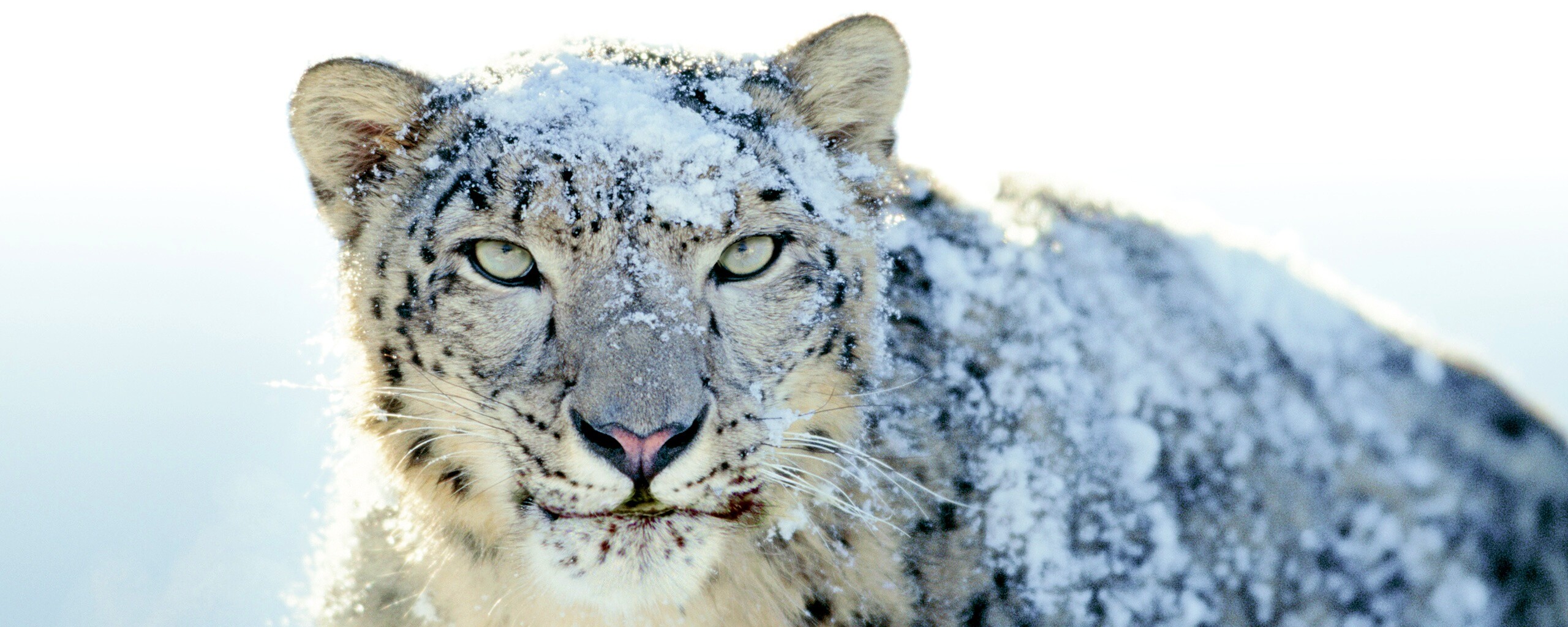 Снежный леопард обои