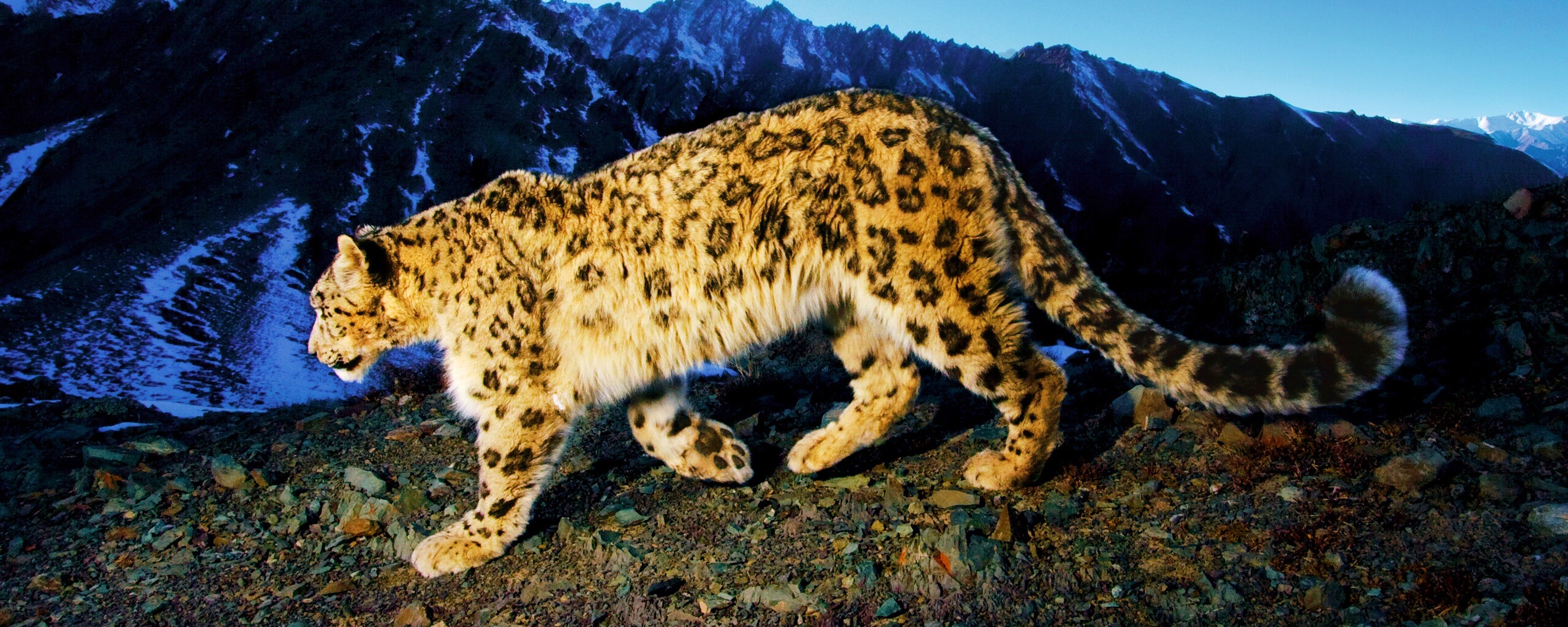 Леопард обои