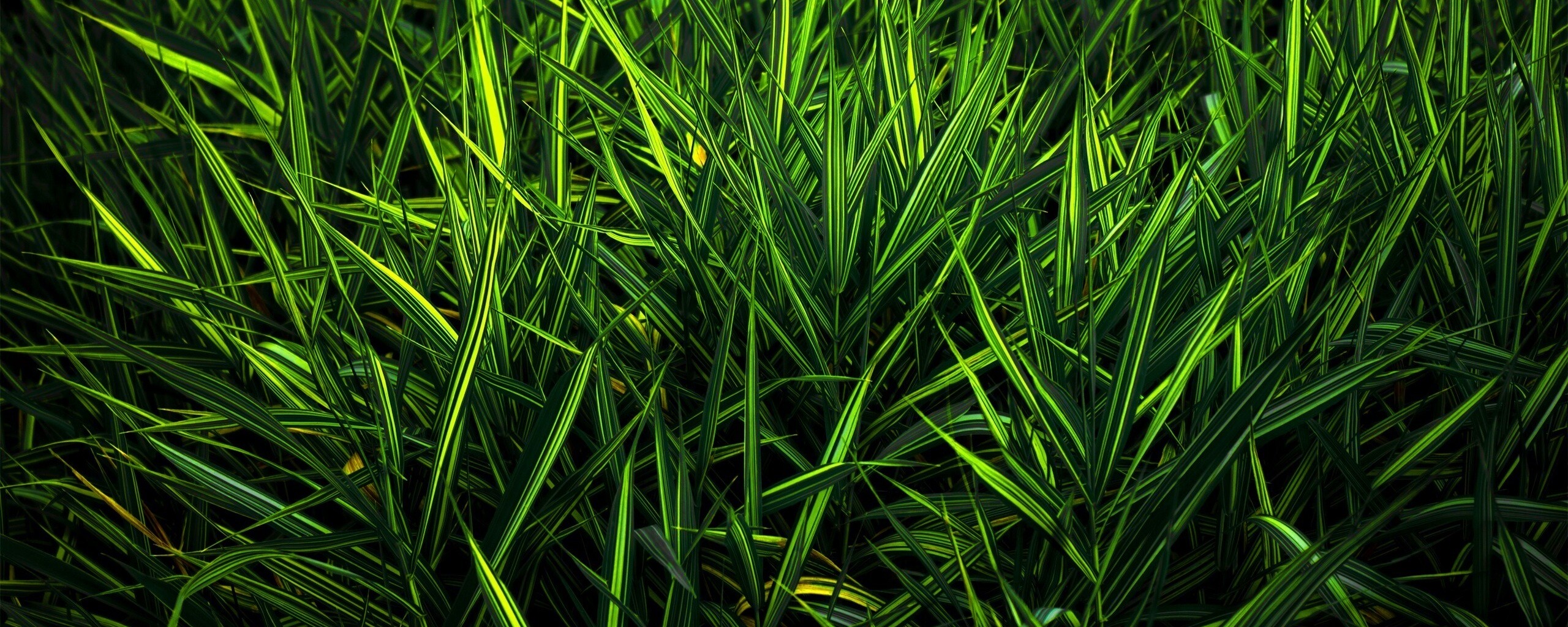 Дикая трава обои