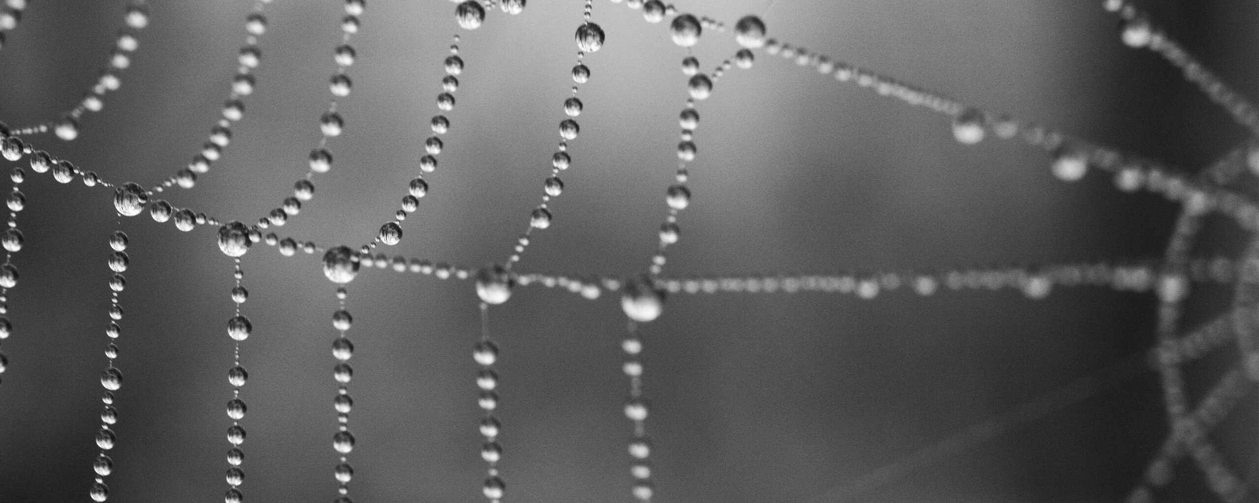 Капли на паутине обои