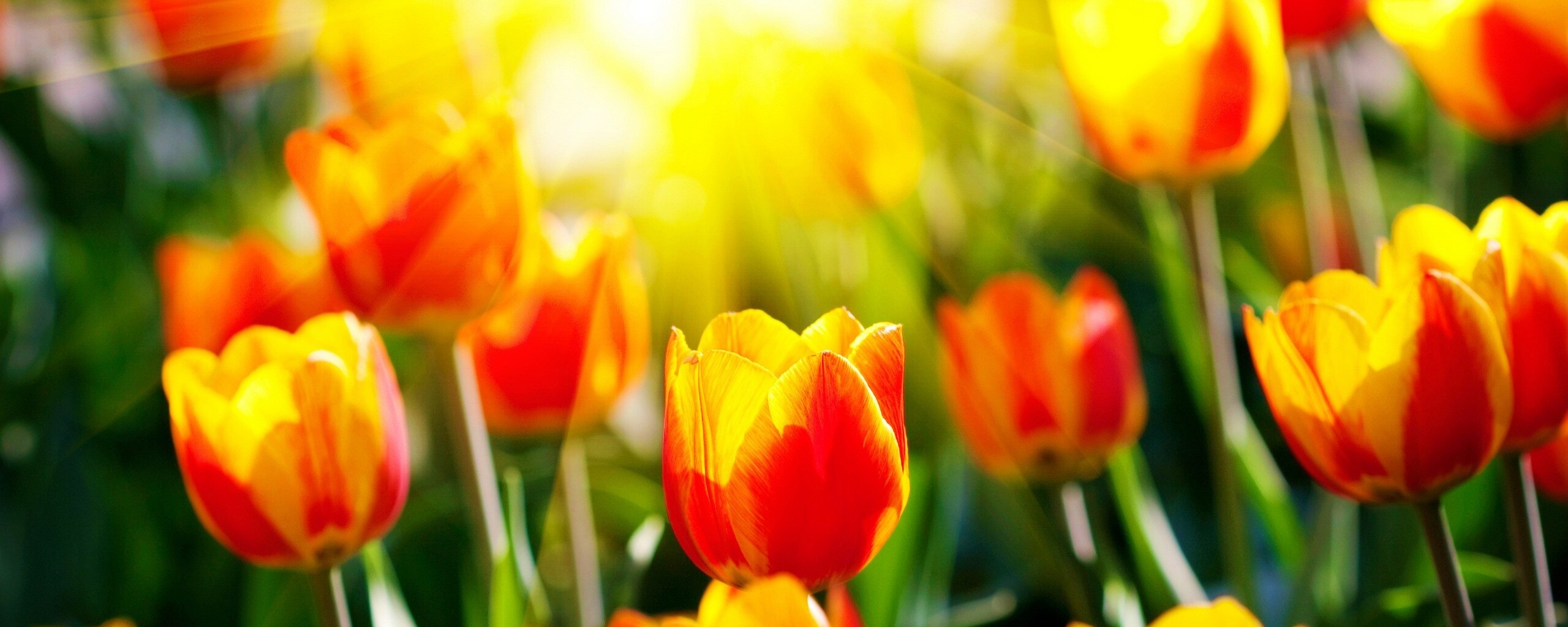 Солнечные тюльпаны обои