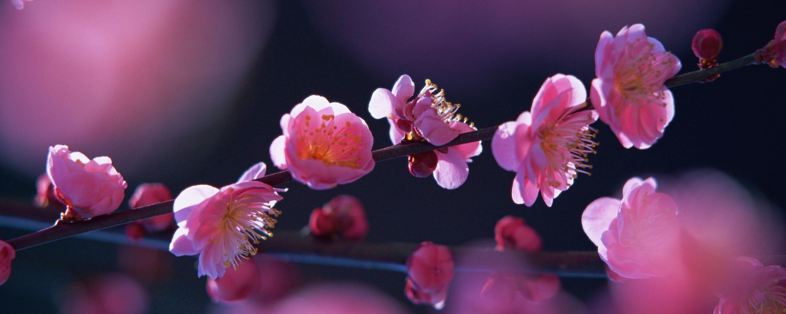 Цветущая вишня обои