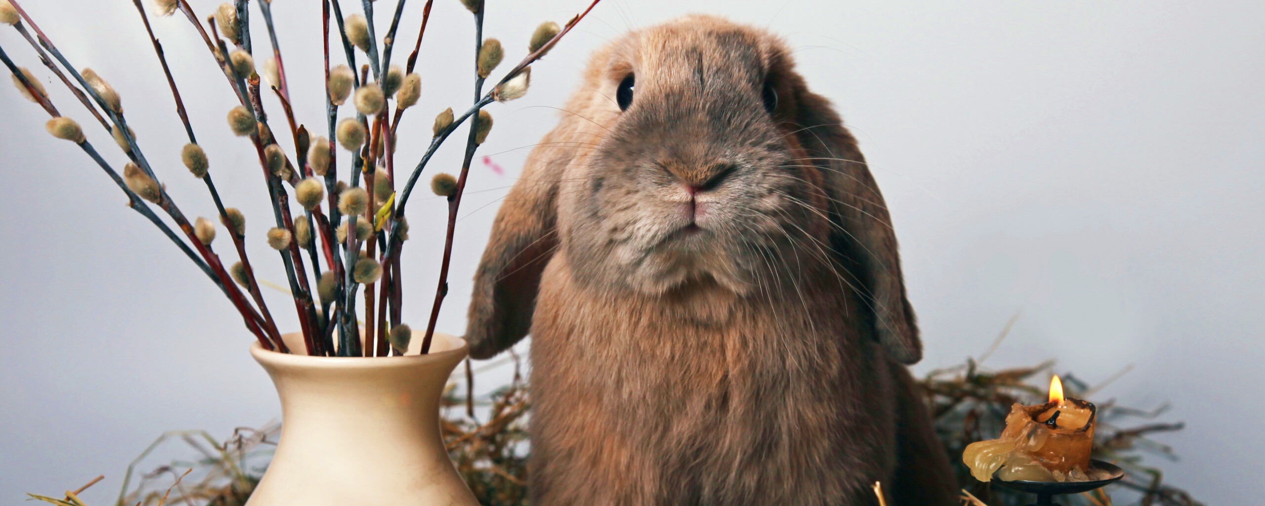 Пасхальный кролик обои