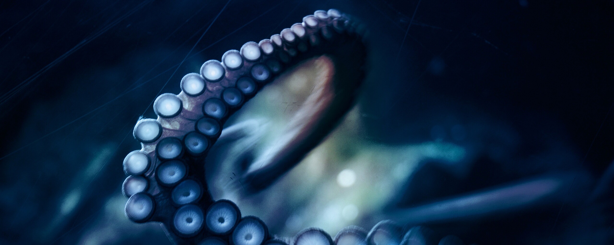 Щупальце обои