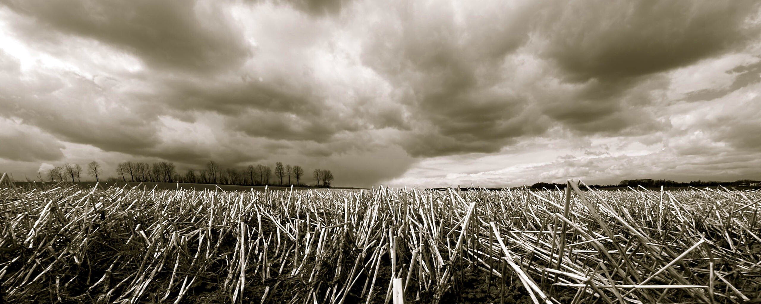 Убранное поле обои