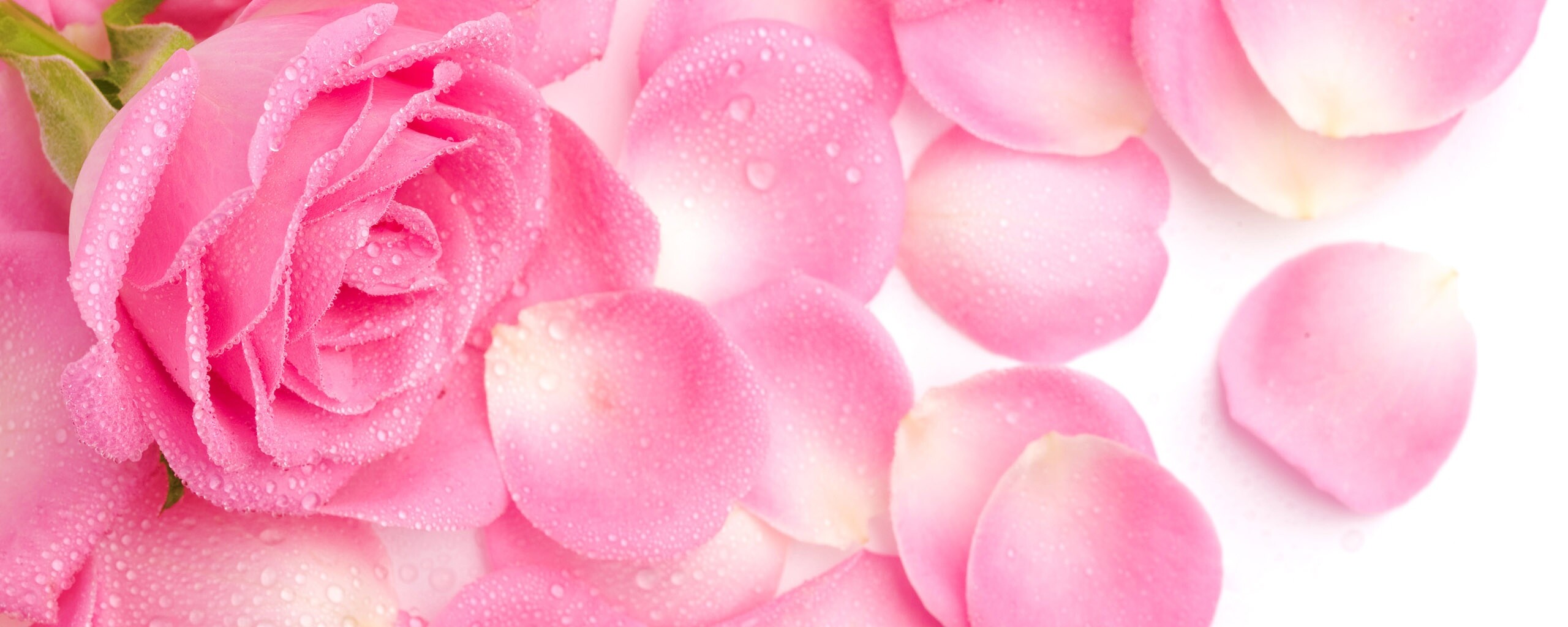 Розовые лепестки  обои