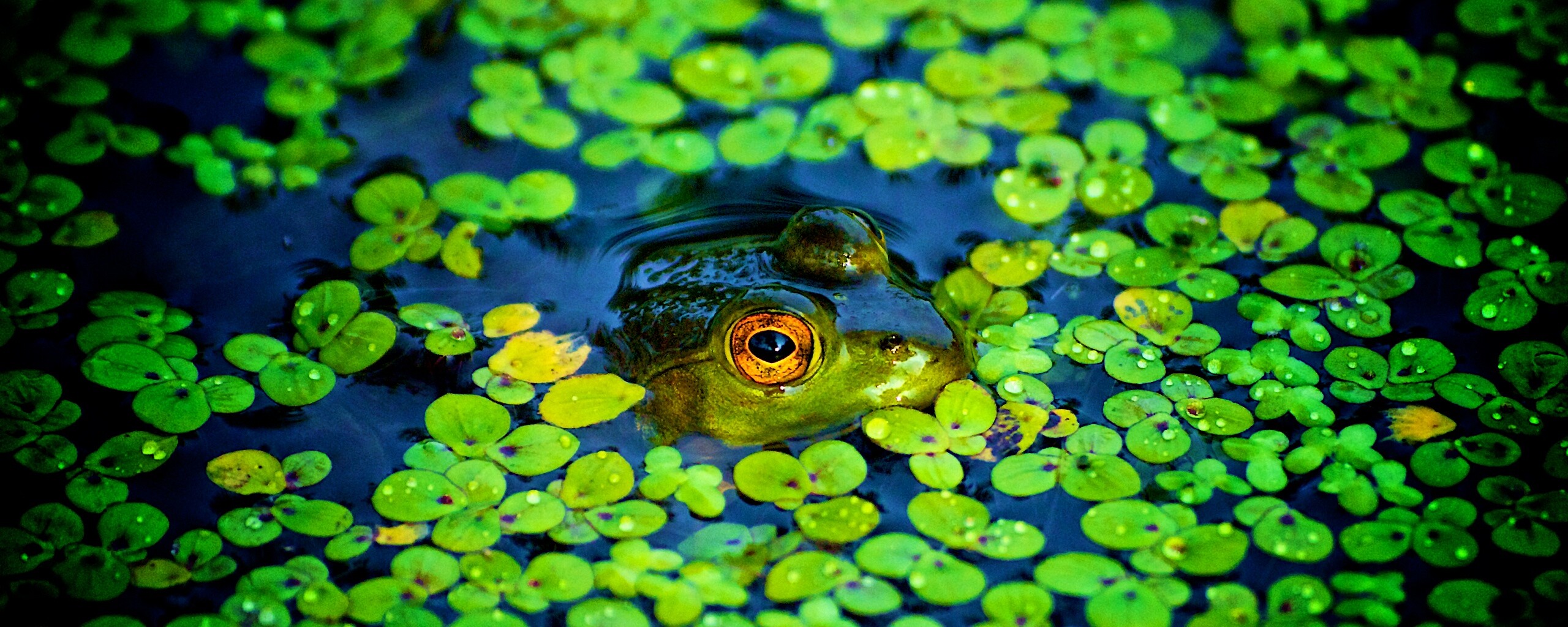 Маленькая лягушка обои
