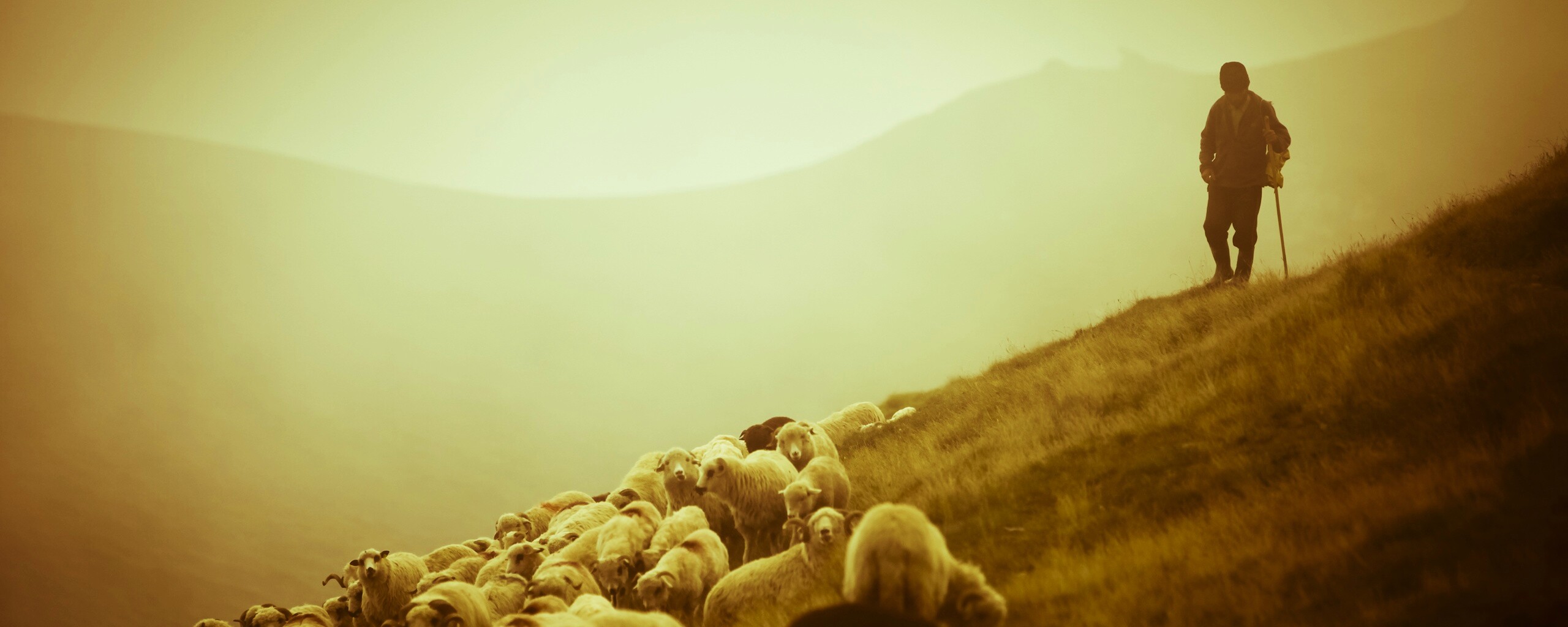 Пастух и стадо обои