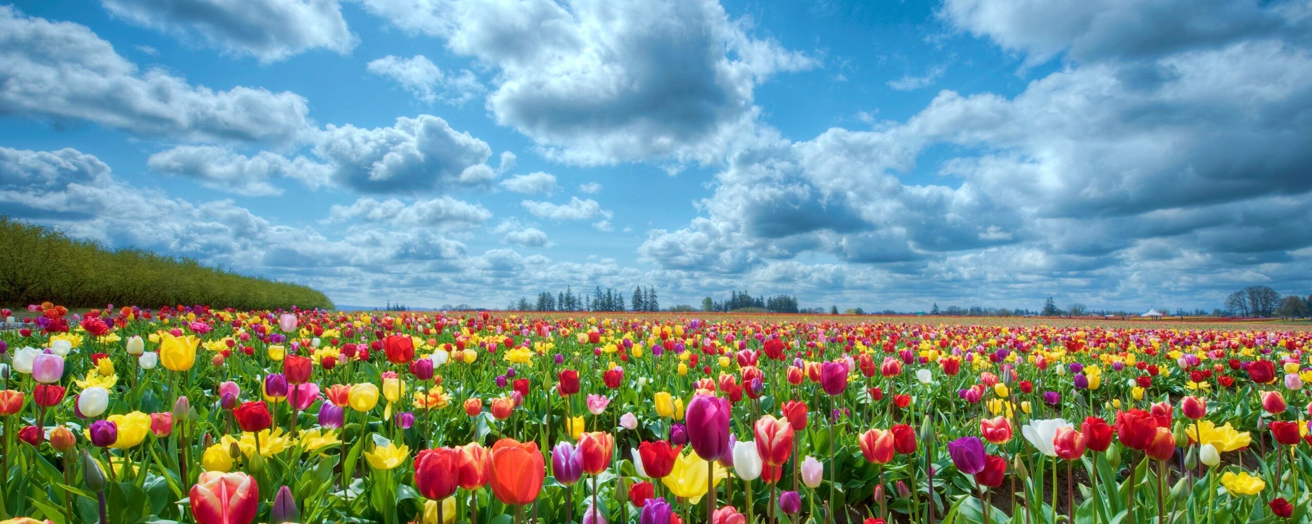 Поле тюльпанов обои