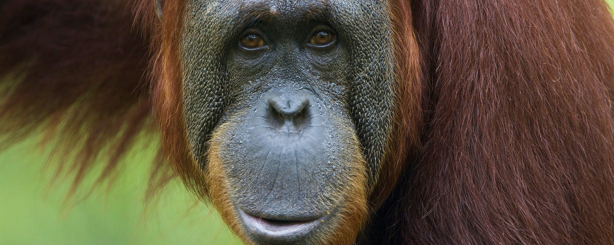 Орангутан обои
