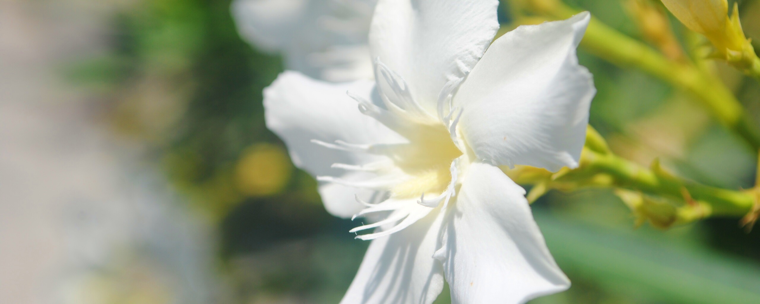 Эухарис, амазонская лилия обои