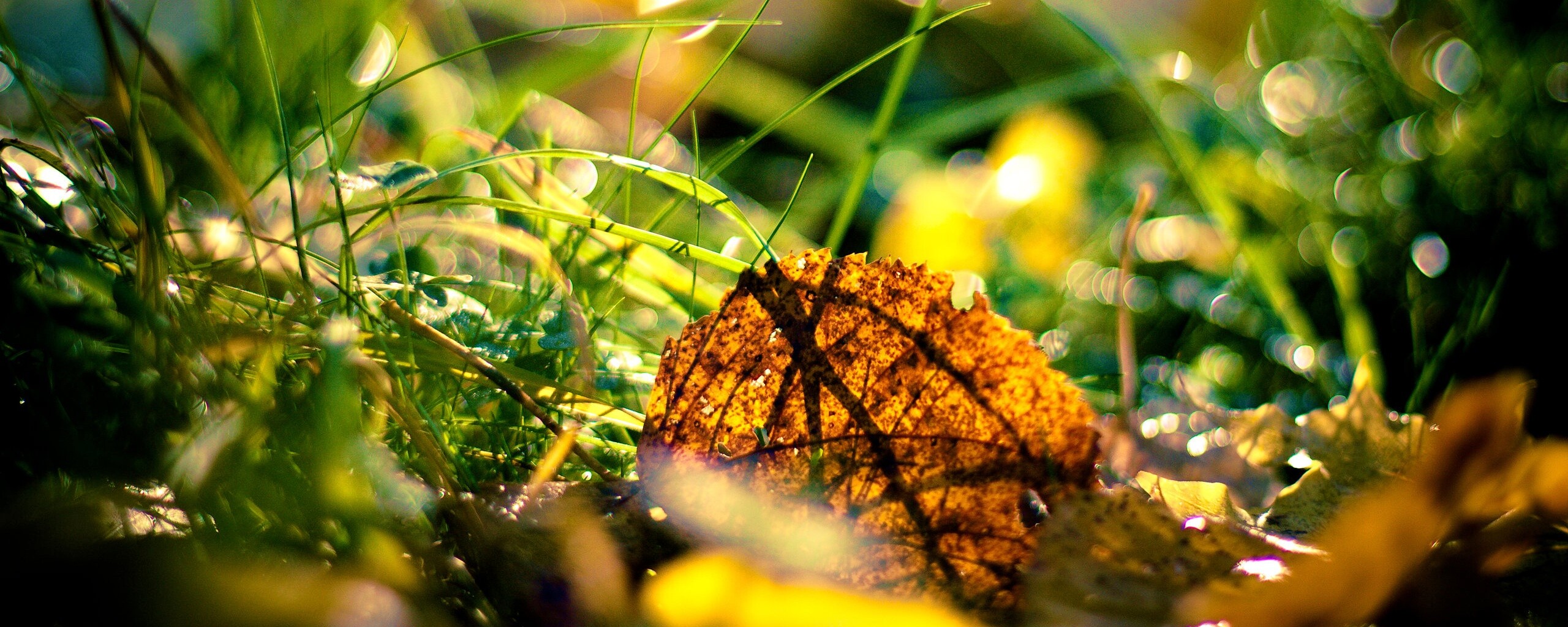 Опавший лист в траве обои