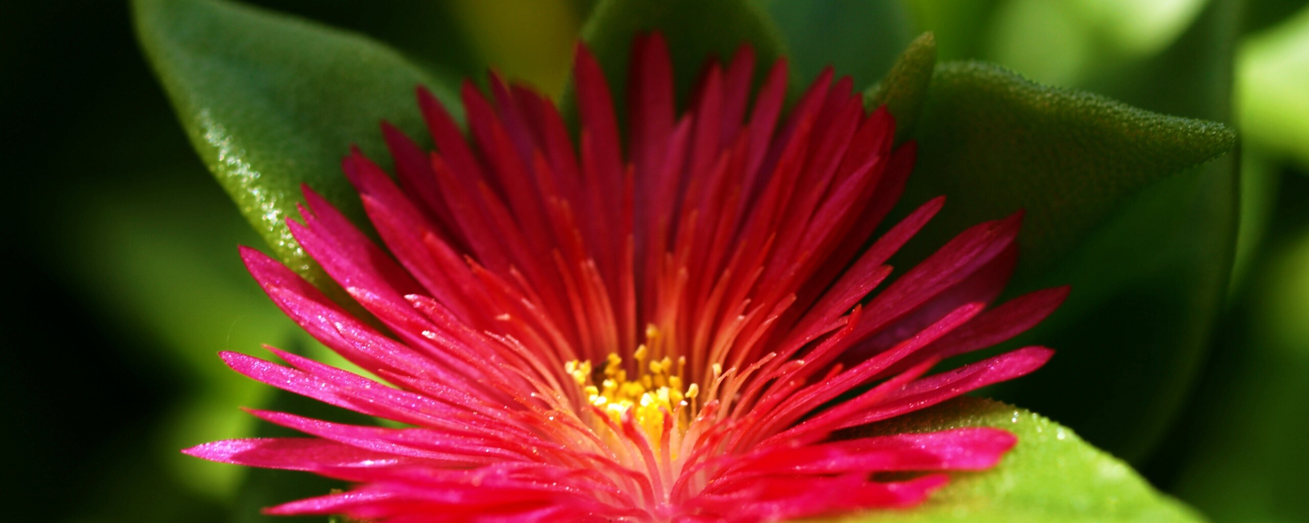 Чудесный цветок обои