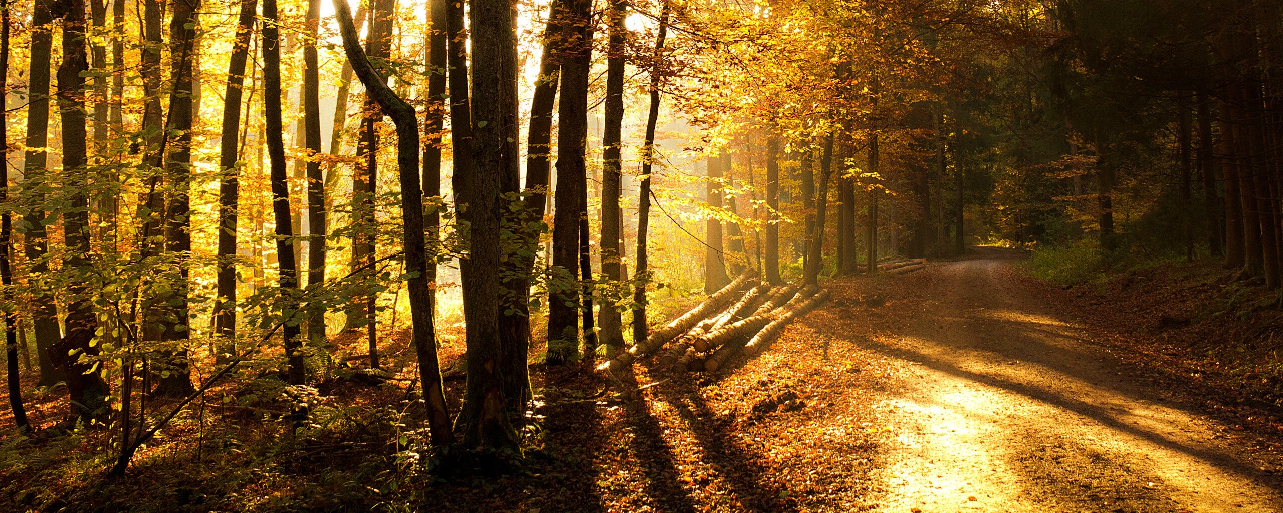 Дорога вдоль просеки в осеннем лесу обои