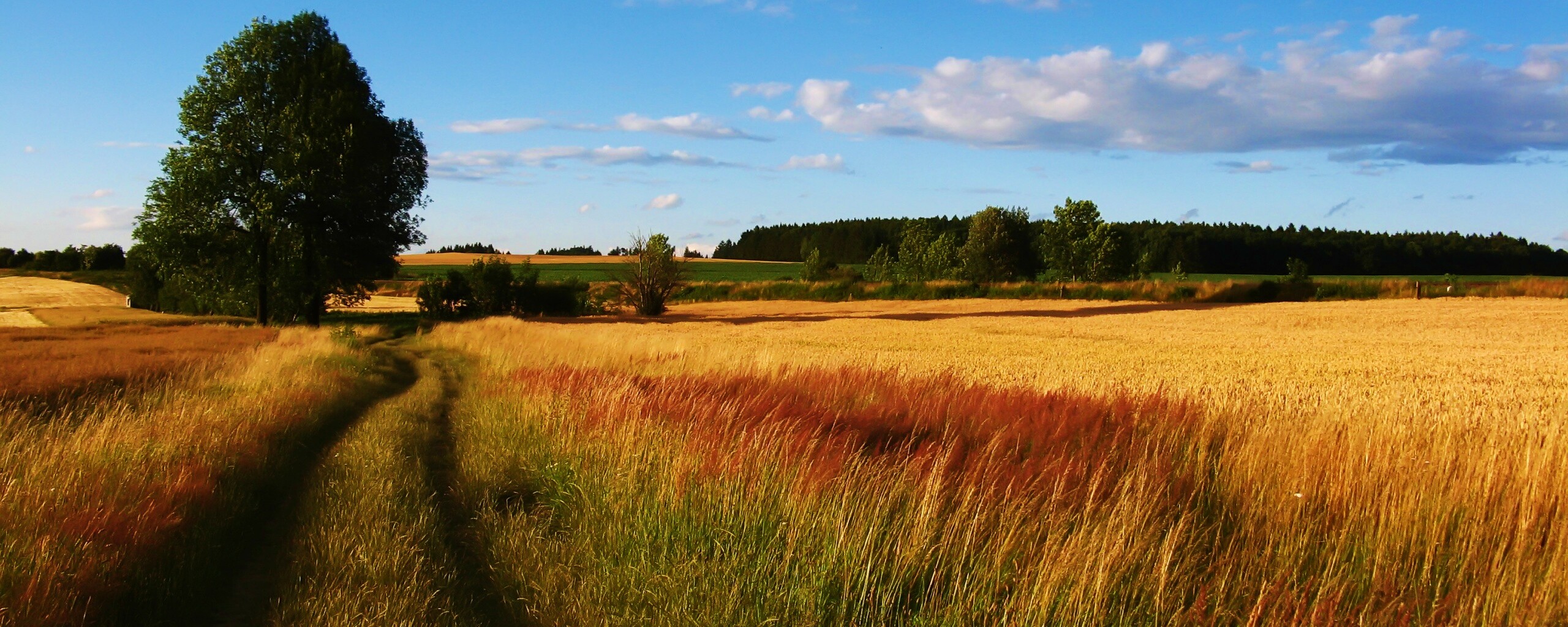 Колея в поле обои