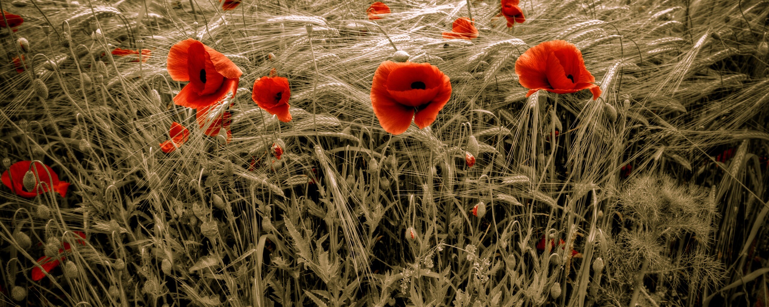 Красные маки обои