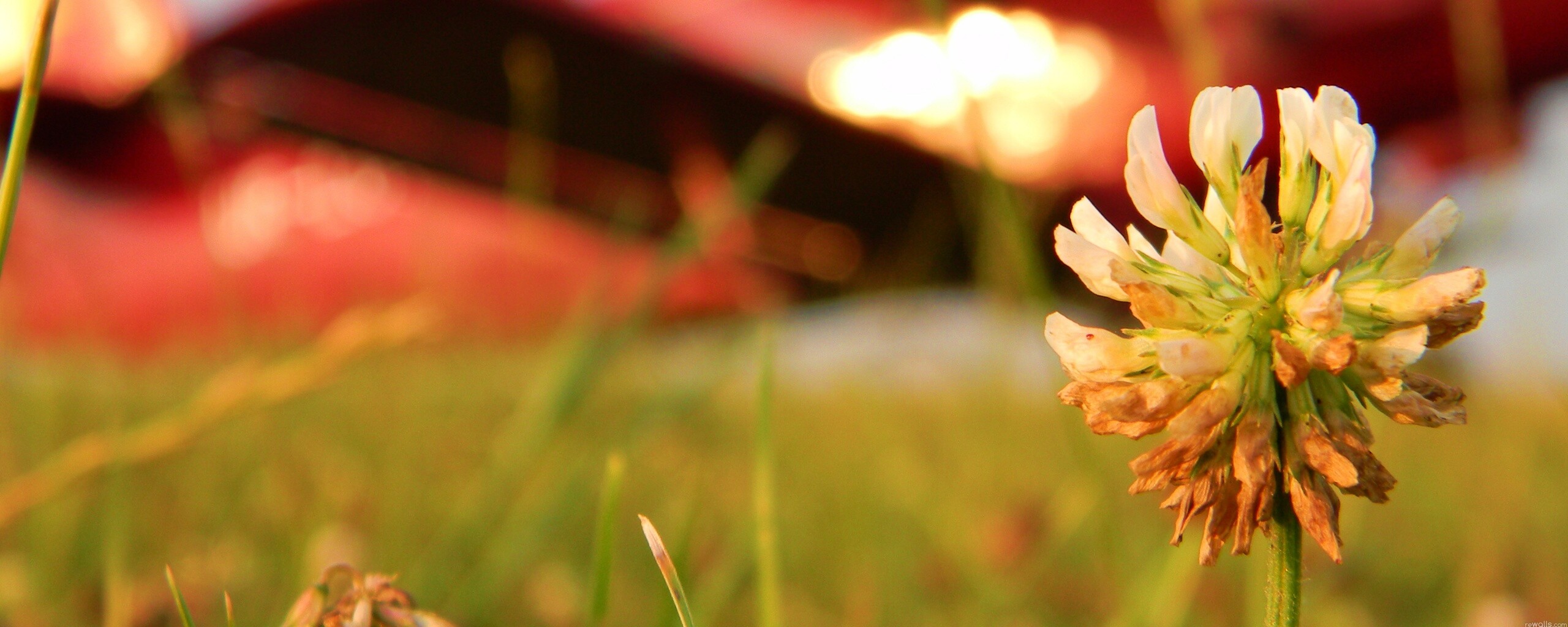 Цветок и красный самолет обои