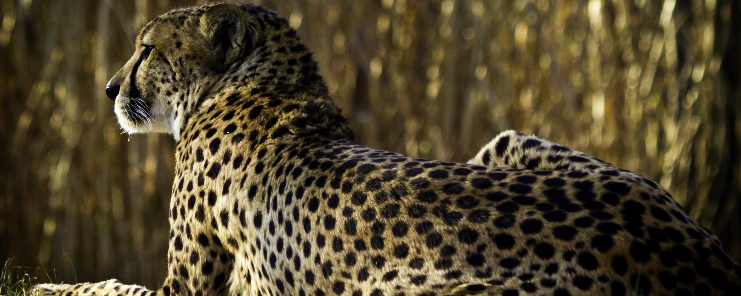 Гепард обои