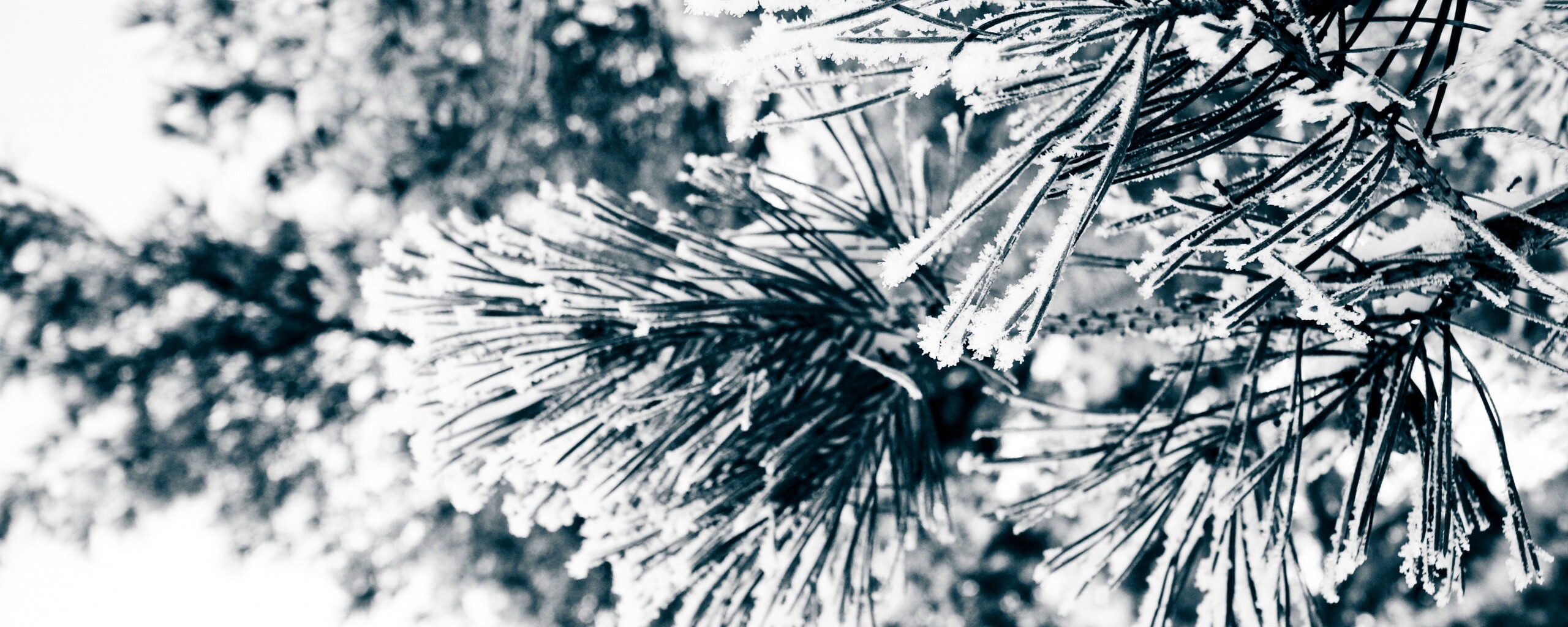 Хвойная ветка обои