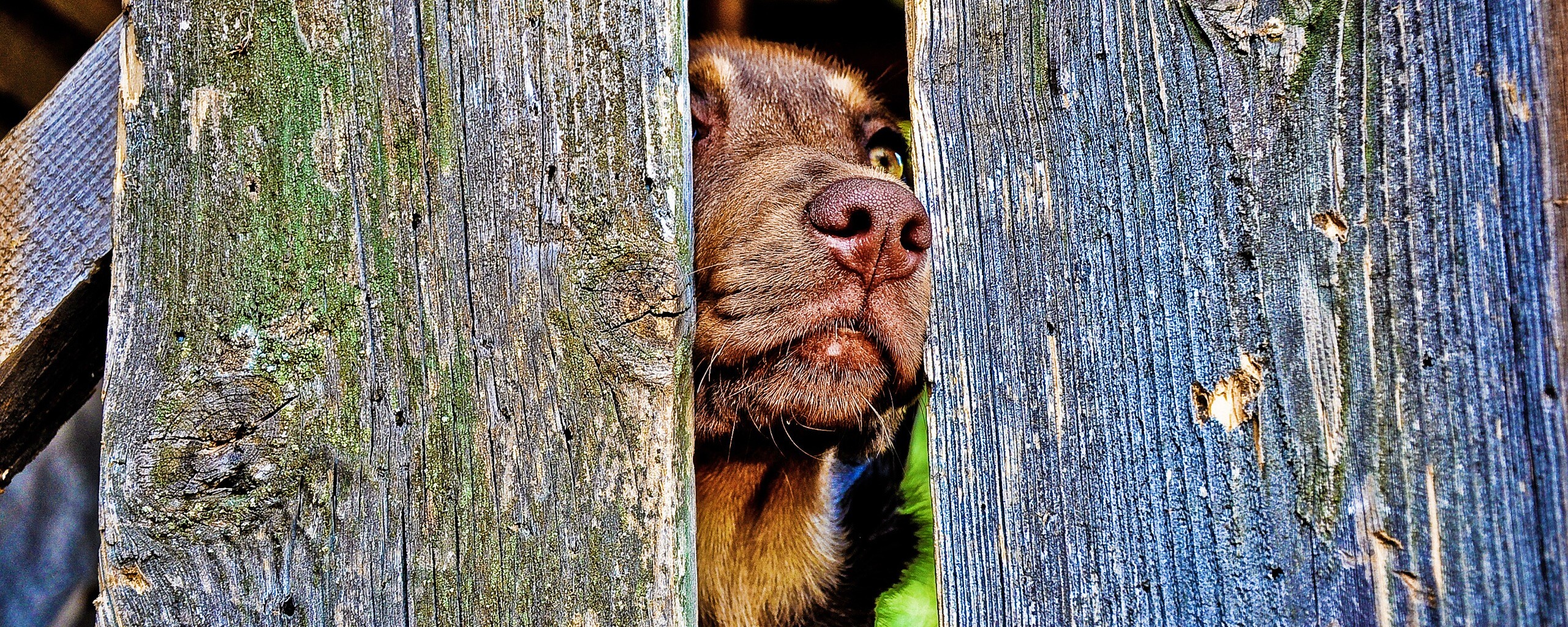 Собака выглядывает из-за забора обои