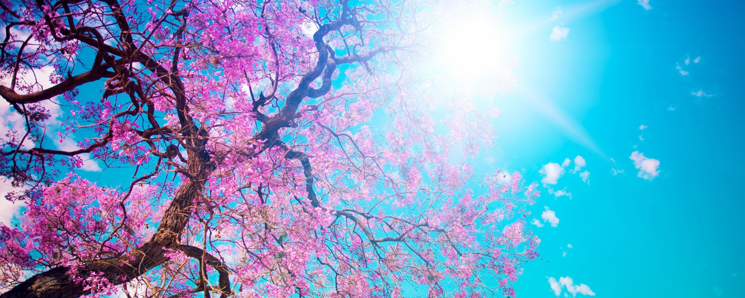 Цветение вишни обои