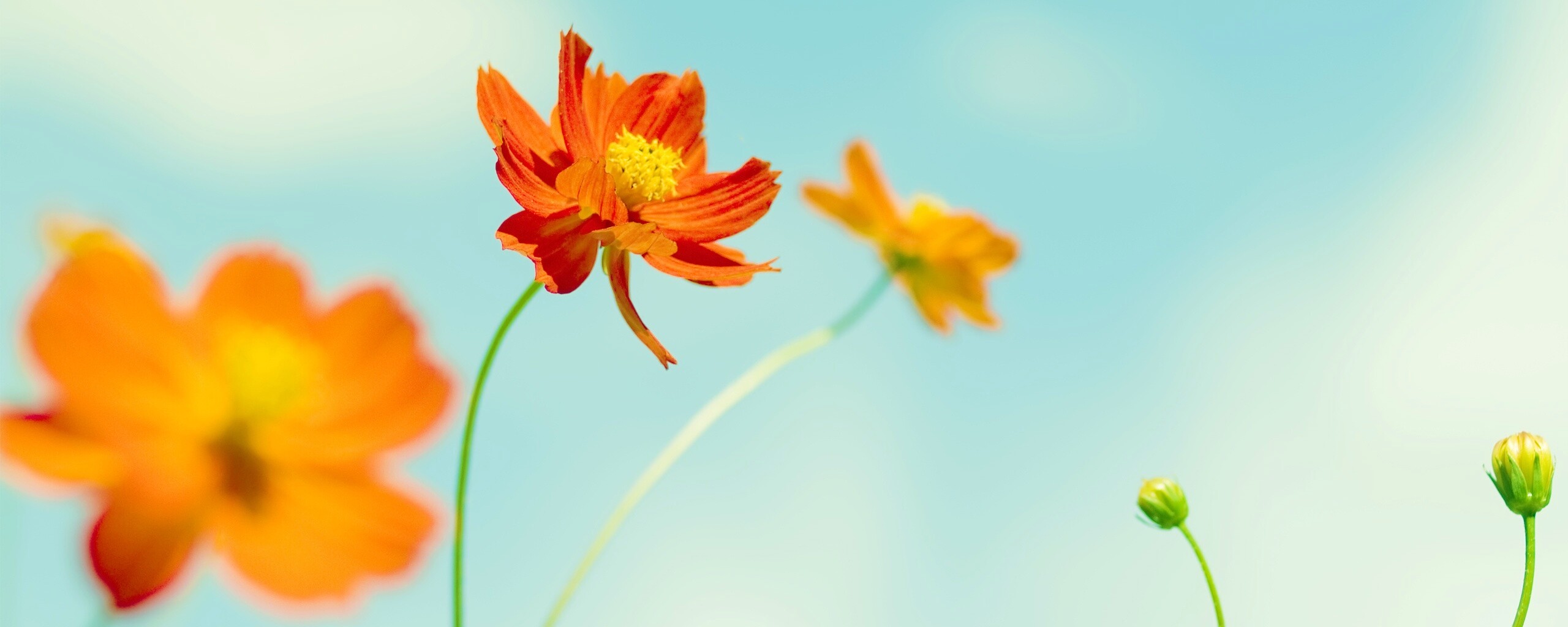 Летние цветы на фоне неба обои