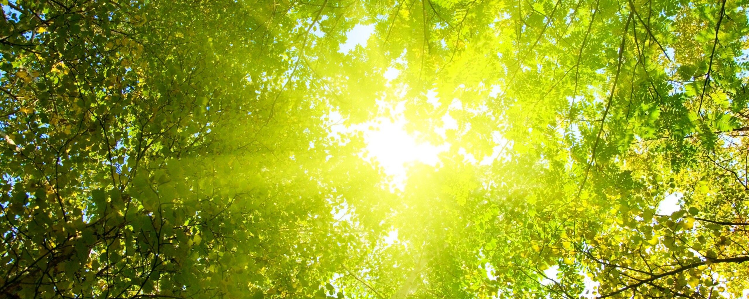 Яркий зеленоватый свет пробивающийся сквозь листву обои